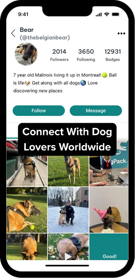 DogPack Profile feature - Create and manage your dog's profile and connect with the community