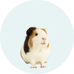 Guinea Pig