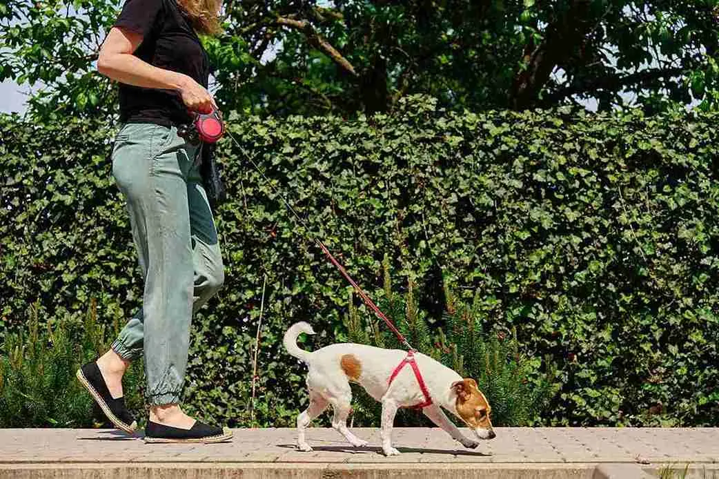 Professional dog walking service for your pet